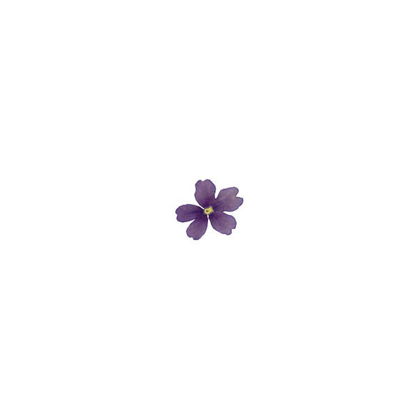 Edible dried blue vervain flowers