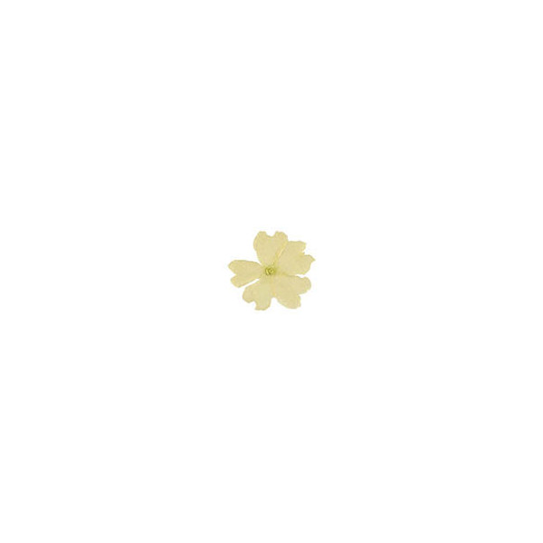 Edible dried white vervain flowers