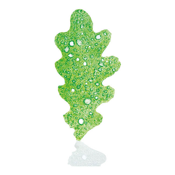 Opalines 'Feuilles de chêne vert'