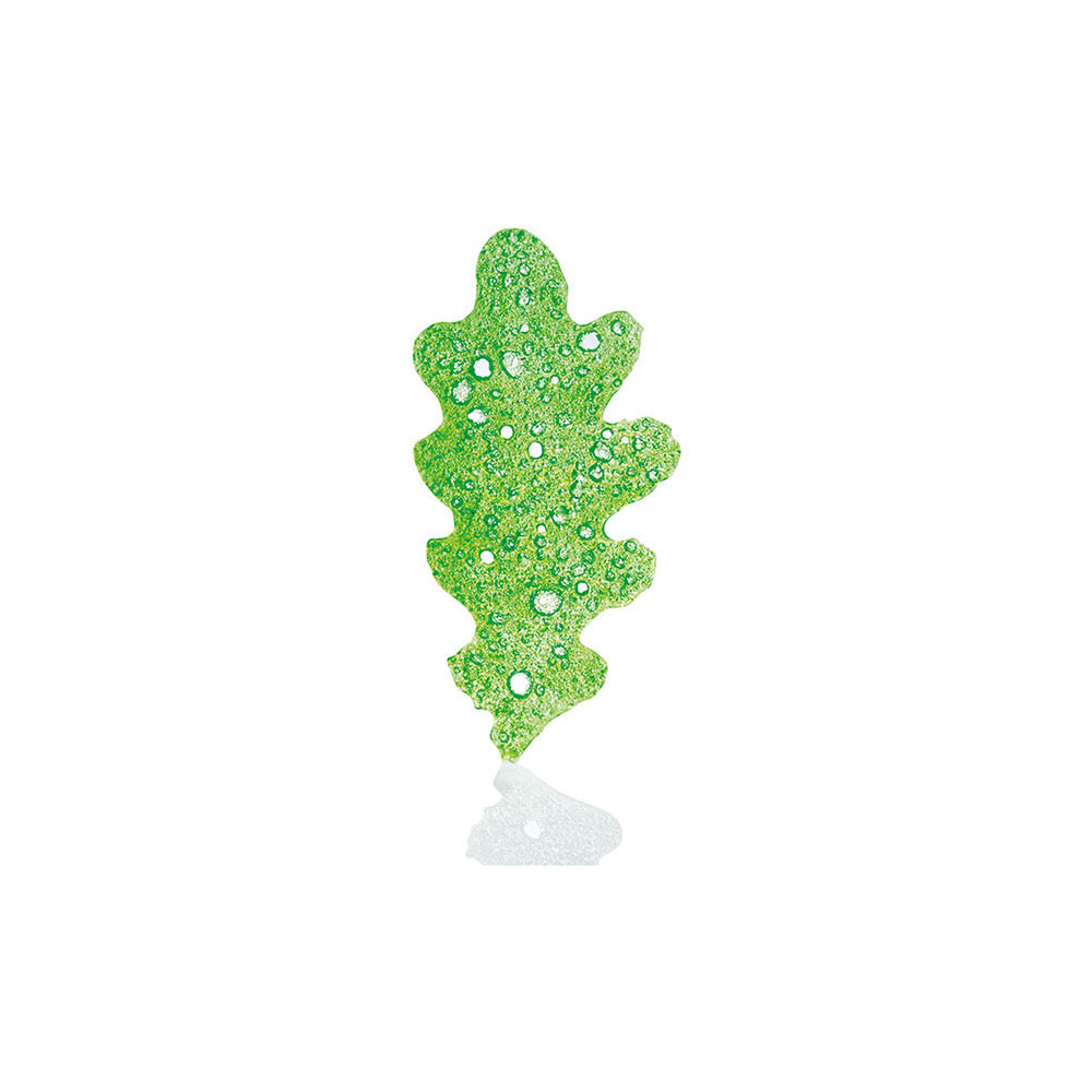 Opalines 'Feuilles de chêne vert'