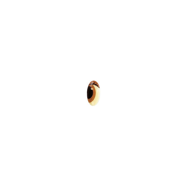 Oval eyes Compound with lashes