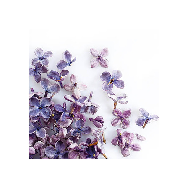 Freeze-dried lilac flowers