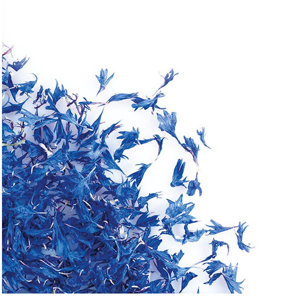 Dried blue cornflower flowers