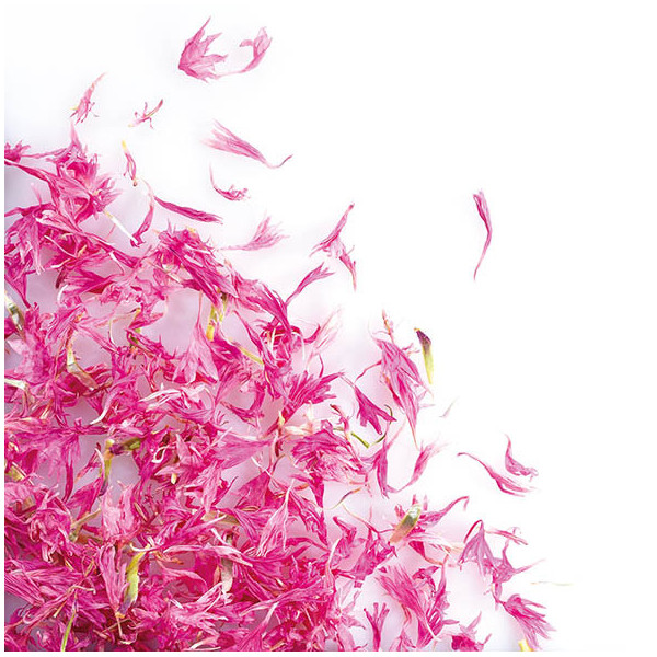Dried pink cornflower flowers